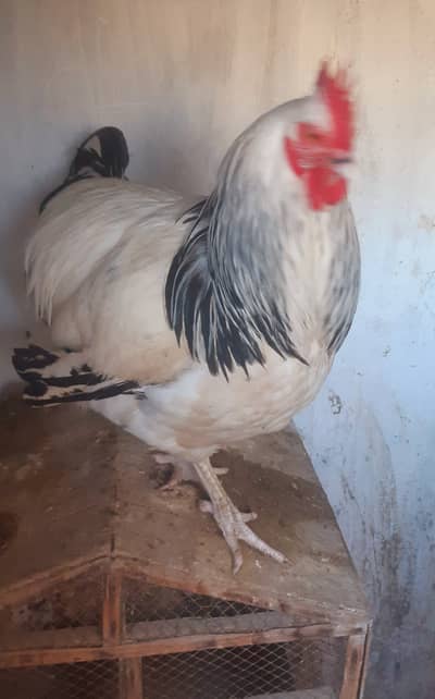 Light Sussex male with buff females