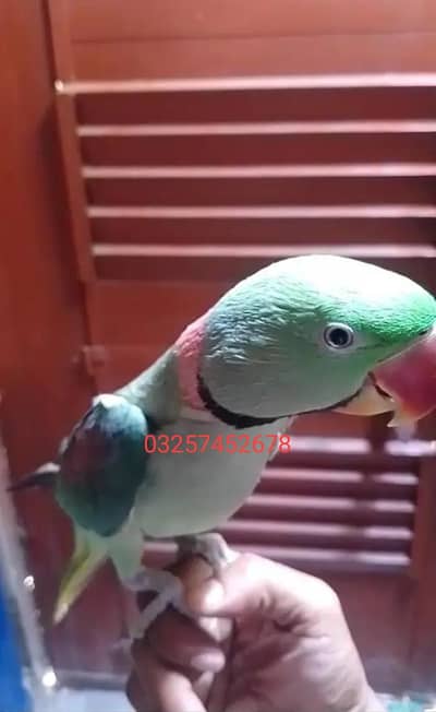 Kashmiri raw parrot for sale