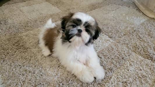 shitzu puppies 03101565438