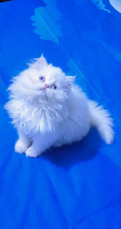 Persian kittens triple coat pair for sale contact whatsap 03278995700