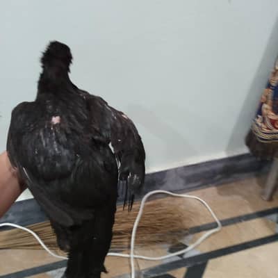 pure Thai aseel 03714384976