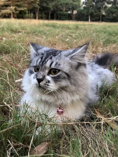 Persian double coated cat