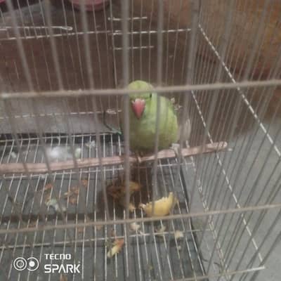 patriot bray firokht