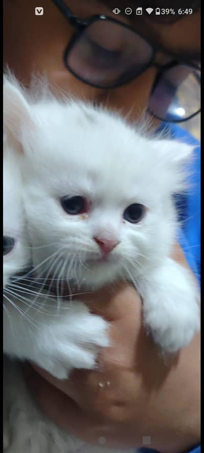 Persian kittens for sale