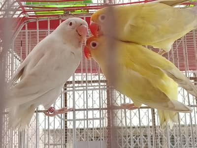 2 pairs lovebirds albino red eye ducino red eye crimino