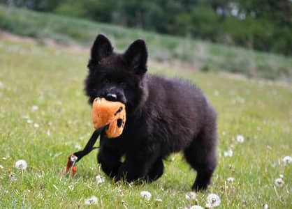 Black shepherd | gsd | Puppy | Shepherd Dog | Puppies | Long Coat