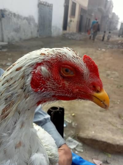 THAI X HINT ASEEL PATHA