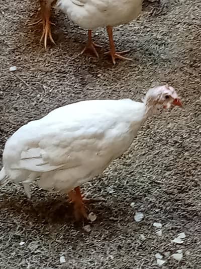 guinea fowl 3 white 1 black