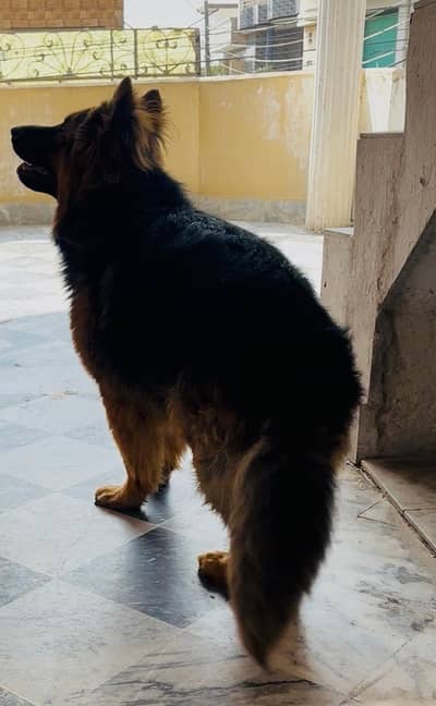 German shepherd long coat male