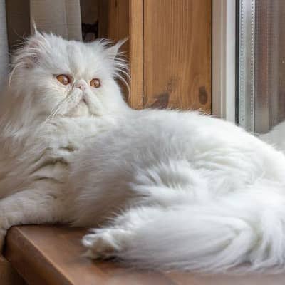 heavyweight heavy coat male cats available