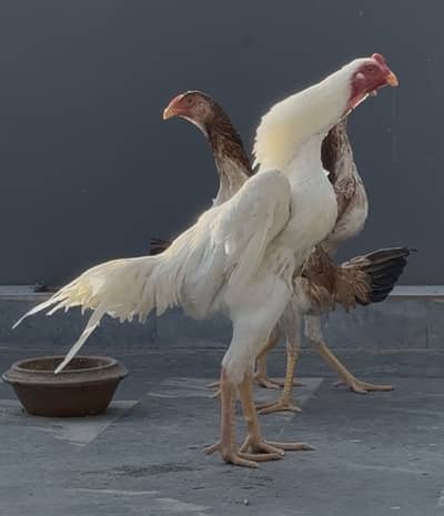 White Swingneck shamo