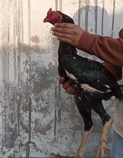 pure Pakistani old blood line Aseel bandgadi