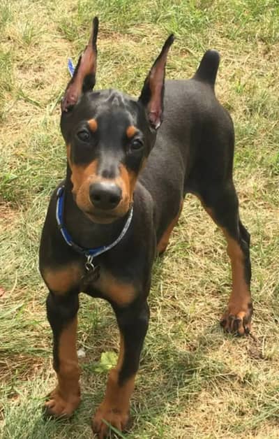American Doberman Puppies | Dog Puppy For sale
