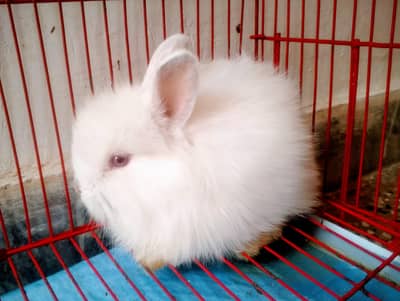 Fancy Rabbits & Bunnies Available – Islamabad