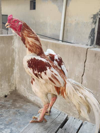 meta murga & murgi for sale