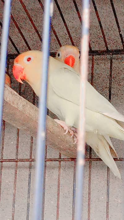 creamino/decino breeder pair