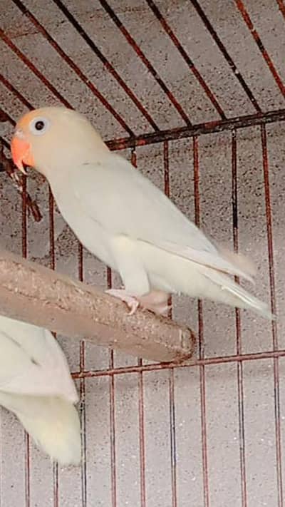 creamino/decino breeder pair