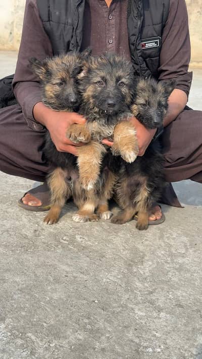 German shepherd puppies for sale