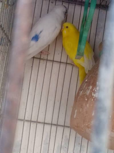 آسٹریلین طوطے