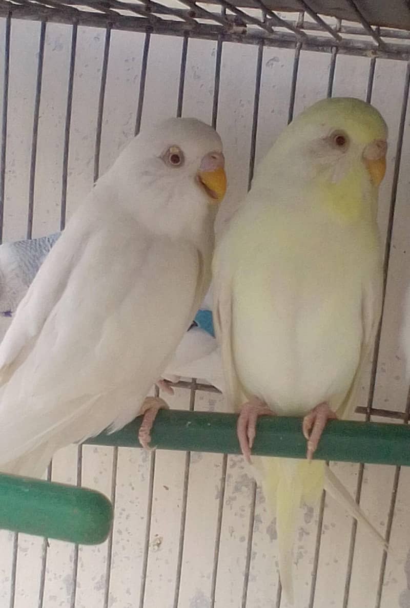 آسٹریلین طوطے 1