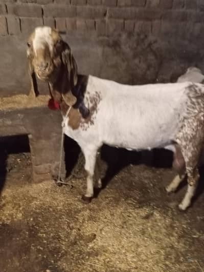 makhi chini 30 din ki kras 03141446467