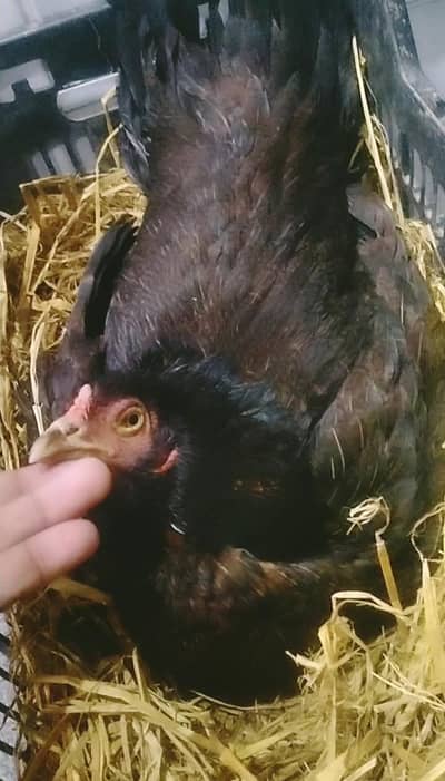 kurak hen kurak female kurak Madi big size fresh kurak