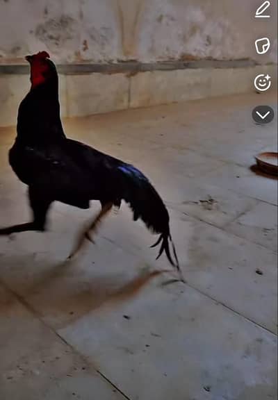 Black murga pahmaol he tangon pr bal he