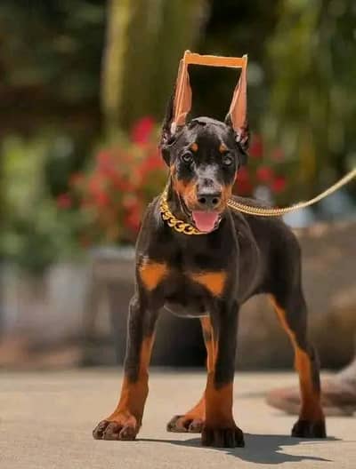 American Doberman Puppies | Dog Puppy For sale