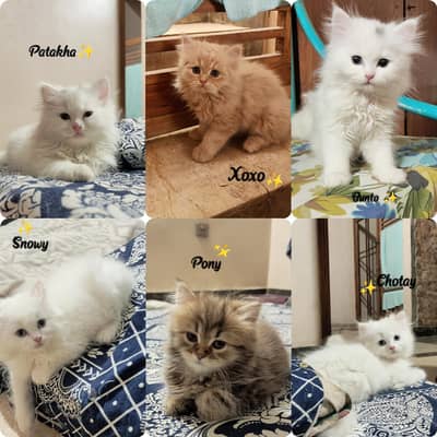 Quality Persian Male / Female Kittens