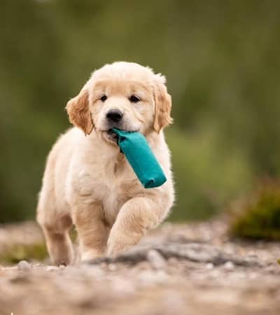 Golden Retriever Puppies | Dog Puppy for sale