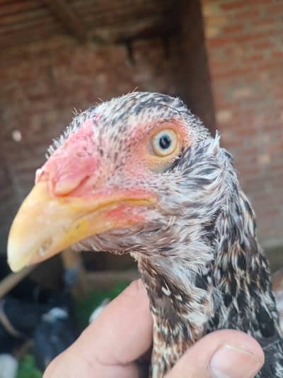 mianwali galvi aseel