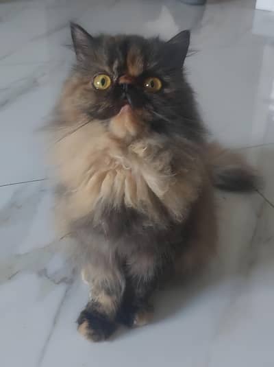 Pure Persian Peke Face Female – Rare Tortoiseshell – 15 Months