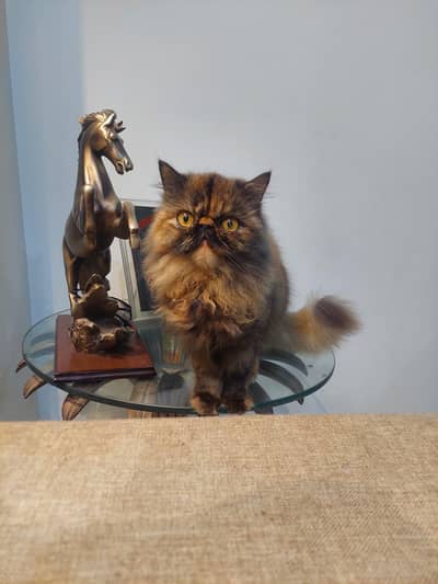 Pure Persian Peke Face Female – Rare Tortoiseshell – 15 Months
