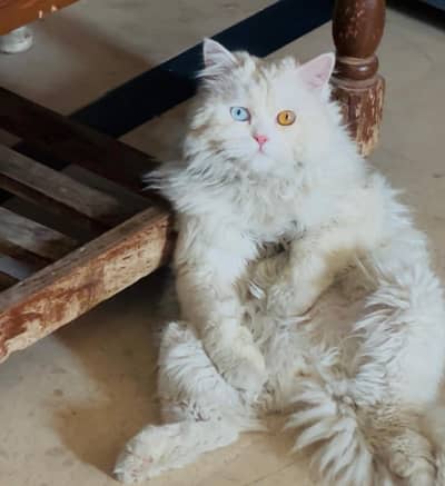 triple coat cat with odd eyes