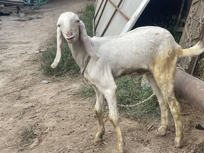 Rajanpoori bakra for sale age 4 month full healthy active 03047168587