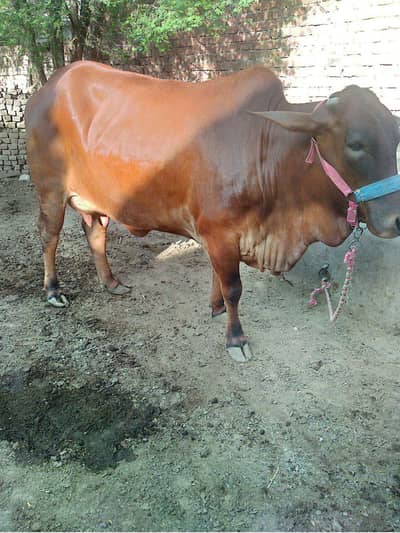 Cow for sale