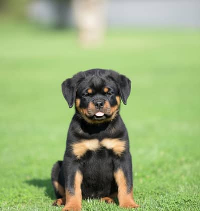Rottweiler puppies | Dog Puppy | Punch Face Puppy for sale