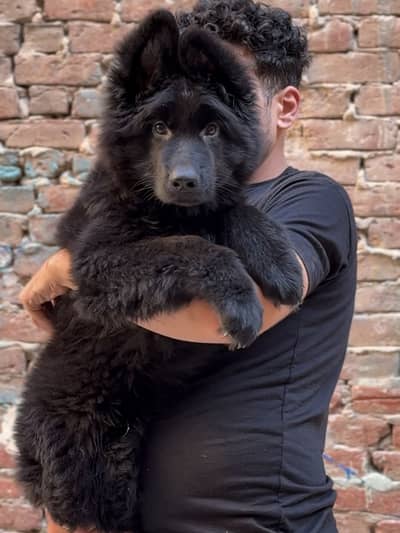 Black shepherd | gsd | Puppy | Shepherd Dog | Puppies | Long Coat