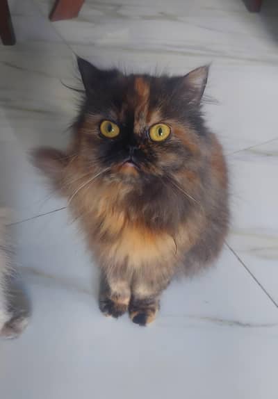 Pure Persian Doll Face Female – Rare Tortoiseshell | 15 Months