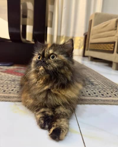 Pure Persian Doll Face Female – Rare Tortoiseshell | 15 Months