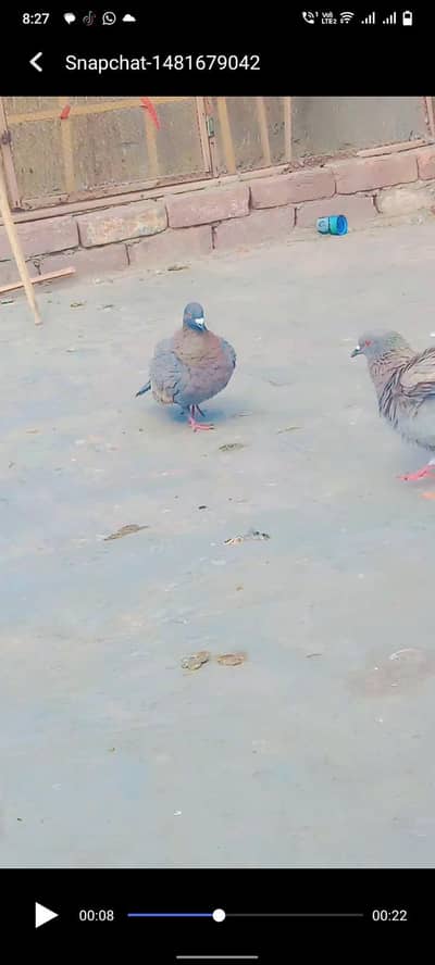 white bar breeder pair