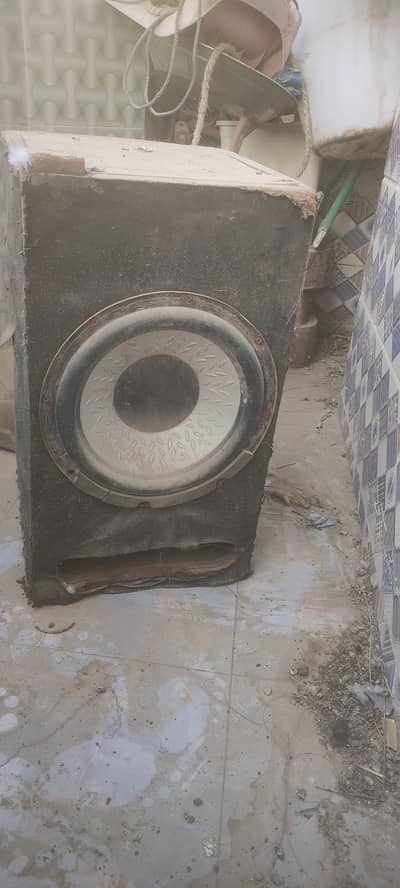 Bufar or peyti for sale pointer bufar