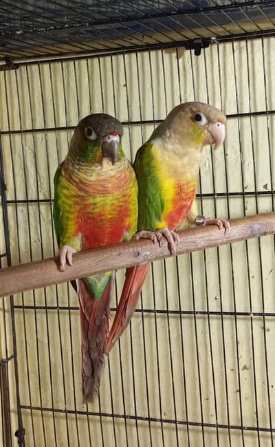 Yellow Sided Conure