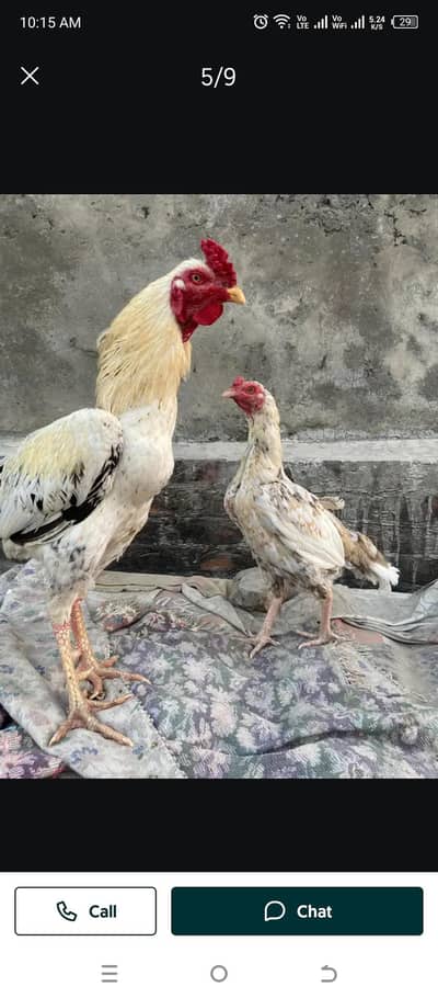 Turkish hint dragon shamo chiks