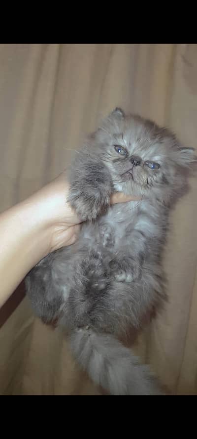 PERSIAN PIKI FACE FEMALE KITTEN PEEKE CAT peki packi