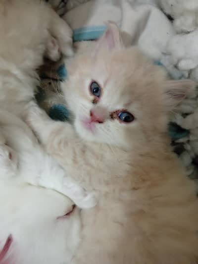 Persian Cat Baby