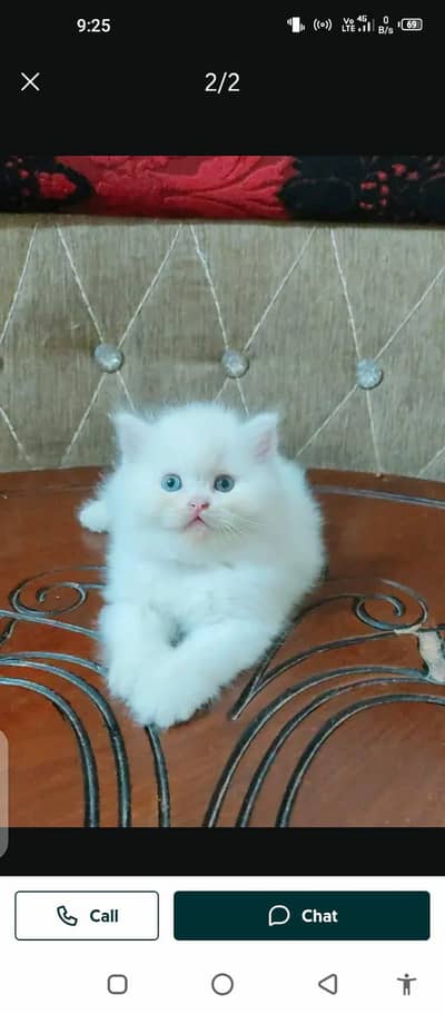Persian cat for sale male female my WhatsApp number0304=18=93=198