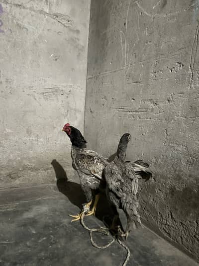 Aseel murgay 03490163612