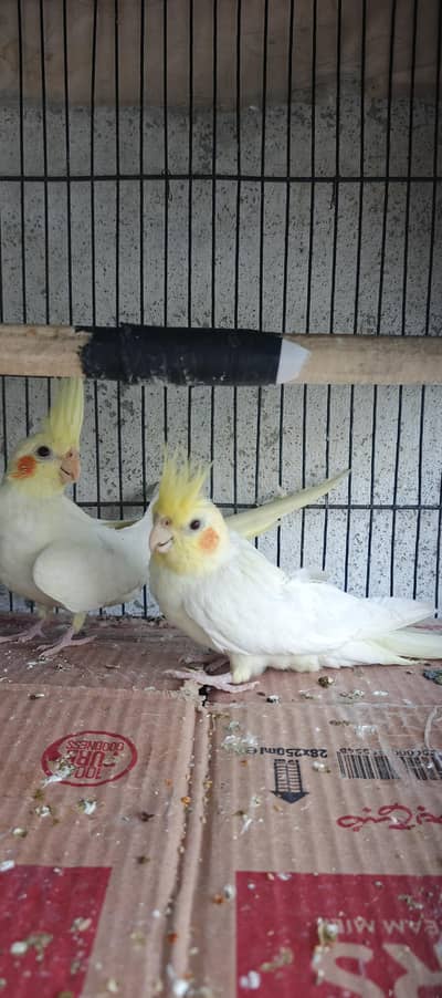 Lutino red eye cocktail