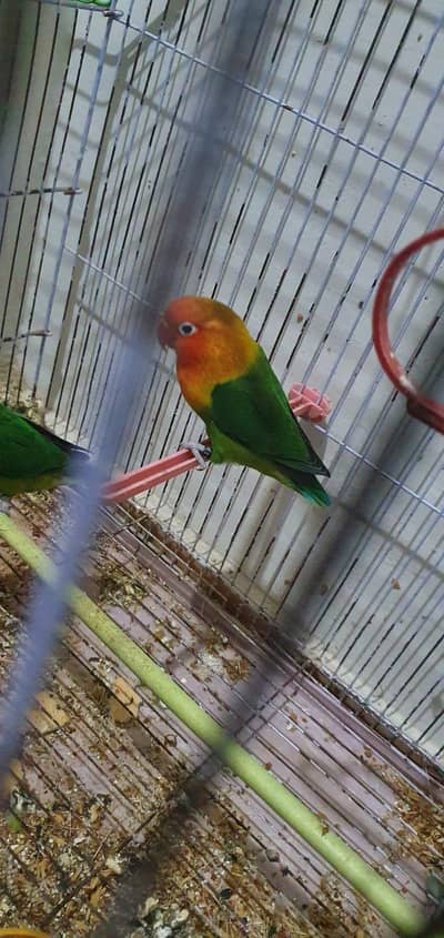 Love bird with 4 chicks and red eye Australian pair